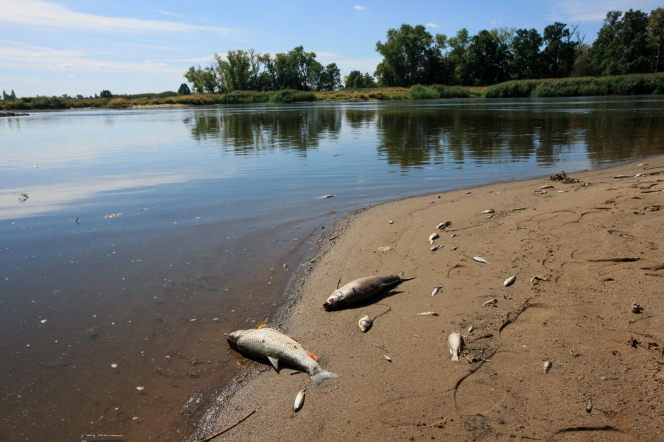 Od końca lipca obserwowany jest pomór ryb w Odrze na odcinku od Oławy w dół. (fot. PAP/Lech Muszyński)