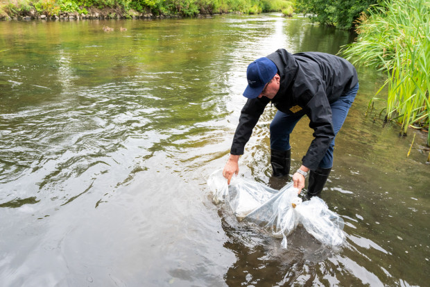 Wędkarze zbierają śnięte ryby na rzece Ner (fot. PAP/Grzegorz Michałowski)