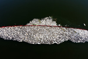 Od końca lipca obserwowany jest pomór ryb w Odrze na odcinku od Oławy w dół. (fot. PAP/Marcin Bielecki)