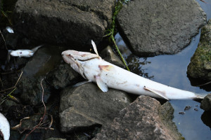 Śnięte ryby zauważono na jeziorze w Środzie Wielkopolskiej oraz na rzece Wełna w Rogoźnie (fot. PAP/Marcin Bielecki)