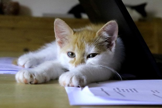 Są uznał, że obecność kota nie zakłócała przebiegu lekcji (fot. Birgit/pixababy)