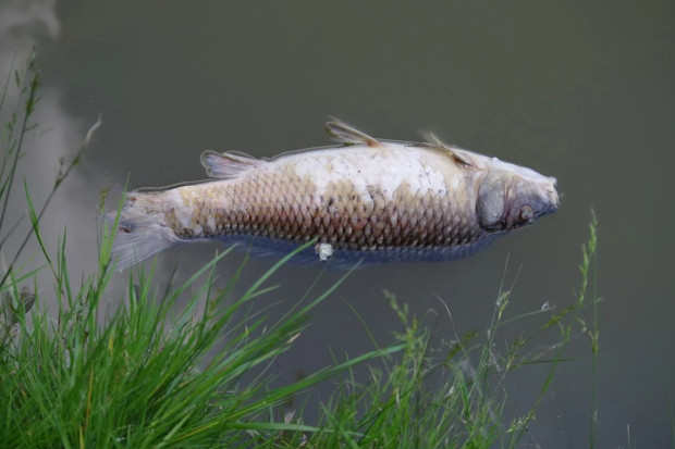 Prawdopodobną przyczyną śmierci ryb jest przyducha (fot. Andrea/pixabay)
