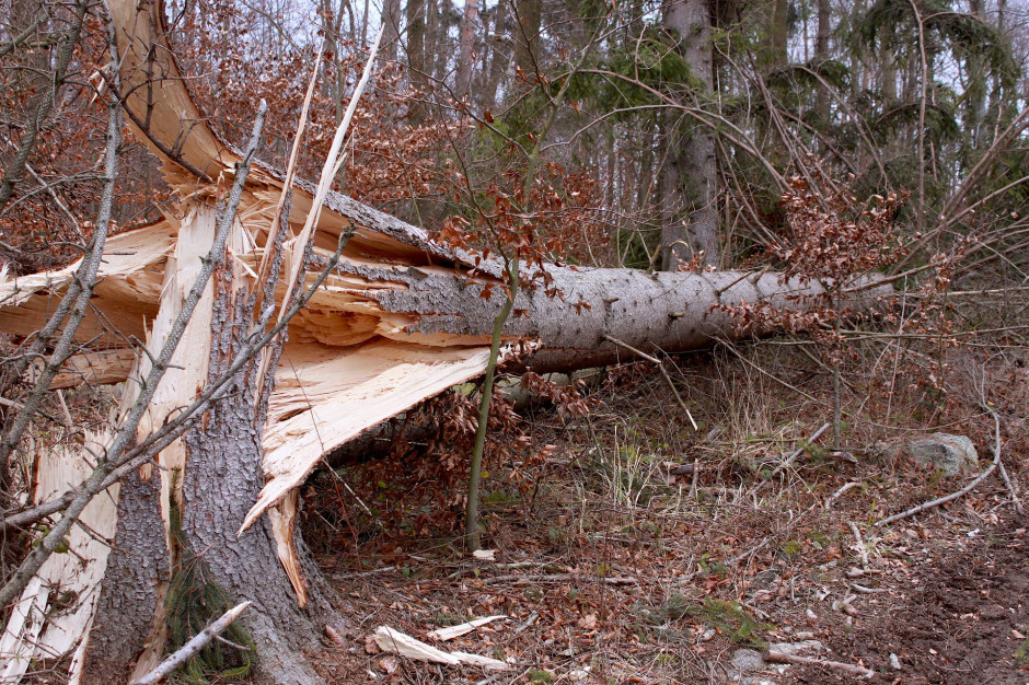 Wichury połamały drzewa (fot. pixabay)