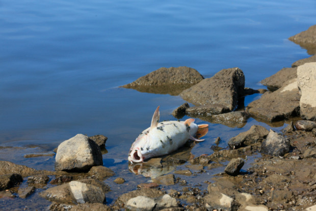 Z Odry wyłowiono od lata tego roku kilkaset ton martwych ryb. Fot. PAP - Lech Muszyński