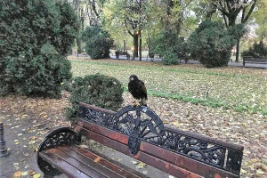Specjalnie wyszkolone ptaki drapieżne będą odstraszać gołębie w bukareszteńskim parku Cişmigiu (fot. Horia.Tomescu/FB)