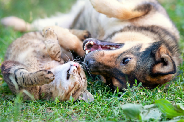 Docelowo każdy pies będzie zaczipowany (Fot. Shutterstock)