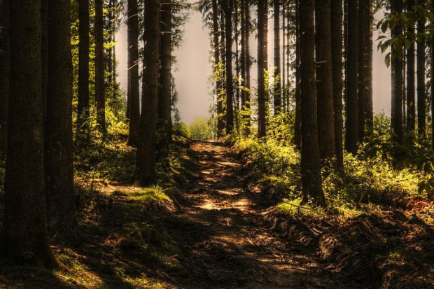 We wspólnej akcji Lasów Państwowych i Taurona posadzono 200 tysięcy drzew (Fot. Pixabay)
