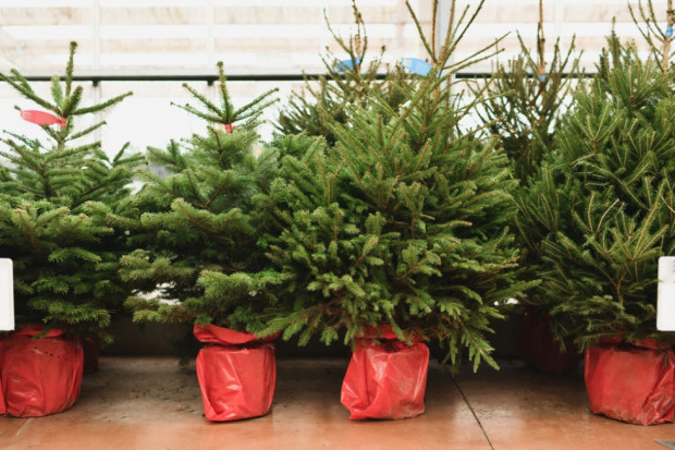 Mieszkańcy Łodzi mogą oddać świąteczne drzewka w doniczkach do ponownego zasadzenia Fot. shutterstock