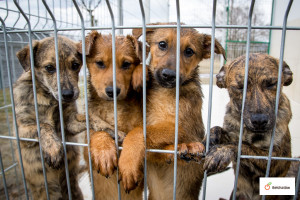 Porzucone psy trafiają do schronisk, w których za ich utrzymanie płaci gmina (Fot. belchatow.pl)