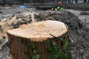 Trwają przeglądy drzew w miastach. Niektóre czeka wycinka, inne - korekta