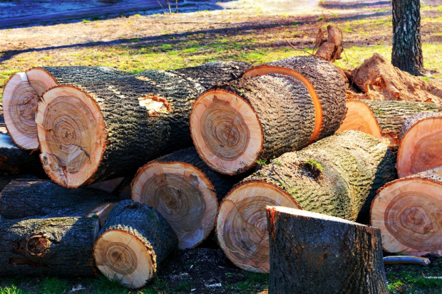 Eksperci apelują o objęcie drzew większą ochroną. Tym bardziej że rośnie społeczna akceptacja dla takich zmian (Fot. Shutterstock.com)