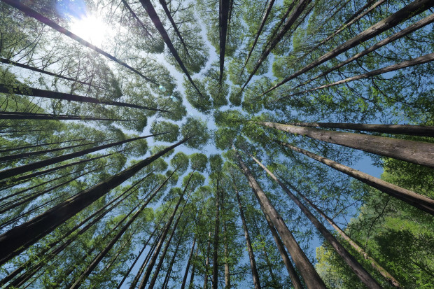 Zmiana polskiego prawa zgodnie z wyrokiem TSUE oznaczałaby możliwość zaskarżania planów urządzania lasu bez uzasadnienia (fot. pixabay)