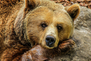 Niedźwiedzie budzą się z zimowego snu