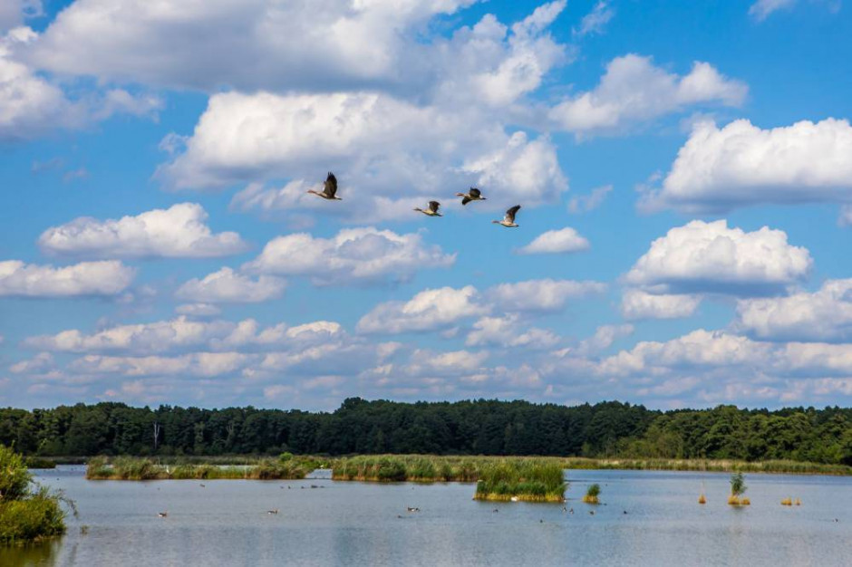 Rezerwat "Łężczok", ostoja ptactwa wodnego w starorzeczu Odry, miałby być główną częścią parku narodowego w woj. śląskim. (Fot. slaskie.travel - Giba)
