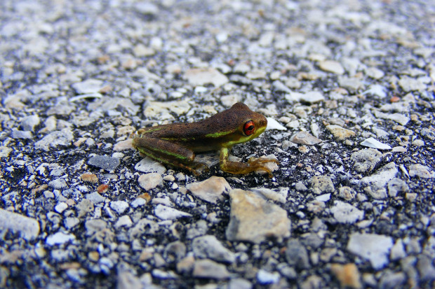 Wędrówa żab przecina ruchliwa droga prowadząca z Zakopanego w kierunku Morskiego Oka (fot. pixabay)