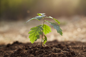 W Radomiu i Kielcach leśnicy rozdadzą 4 tys. sadzonek drzew w zamian za surowce wtórne