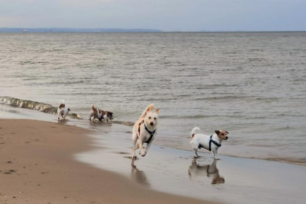 Od 1 czerwca do 30 września na plaże w Ustroniu Morskim nie wolno wejść z psem (fot. RPO)