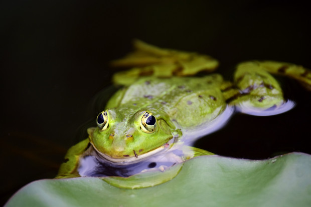 Płazy, w tym wszystkie gatunki żab i ropuch są w Polsce pod ochroną (fot.pixabay)