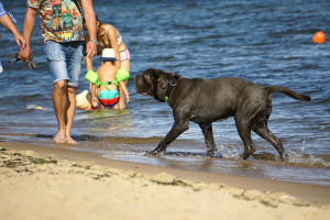 Plaża dla osób z psami? To niezgodne z przepisami