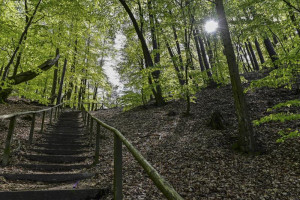 Sopot chce utworzenia rezerwatu „Lasy Sopockie”
