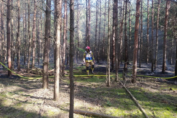 Susza w lesie może doprowadzić do pożaru (fot. gov.pl)