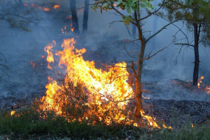 IBL przestrzega: nadchodzi pogoda pożarowa (fot. Tilo, CC BY-SA 3.0)