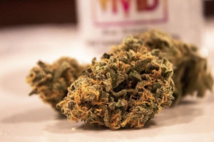 Marihuana medyczna pomaga m.in. w terapii bólu i depresji (fot. pixabay)