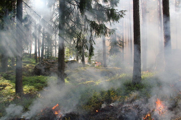 RCB ostrzega przed dużym zagrożeniem pożarowym w lasach (fot. pixabay)