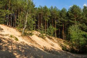 Wydmy w Stobrawskim Parku Krajobrazowym (fot. SuperGlob, CC BY 3.0)
