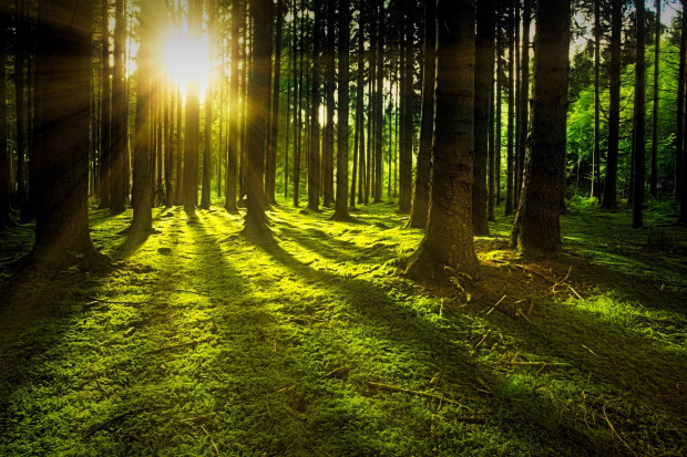 Po burzy można napotkać wiatrołomy w lasach (fot. pixabay)