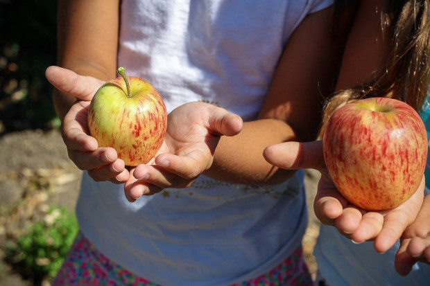 O 10 mln zł zwiększy się budżet na program na owoce i warzywa dla szkółWięcej pieniędzy na owoce i warzywa w szkołach w roku szkolnym 2023/2024  (fot. pixabay)
