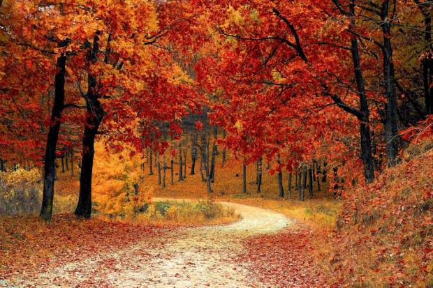 Nieubłaganie nadchodzi jesień (fot. pixabay)