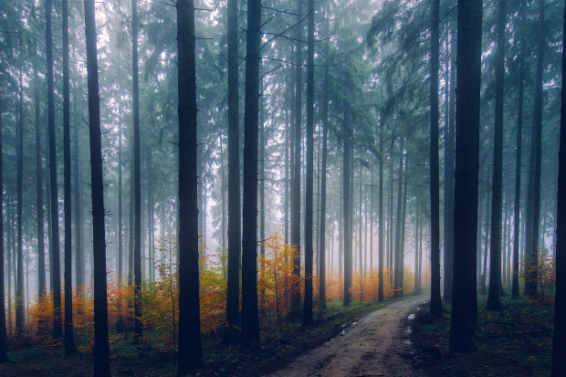 Zakaz wstępu do lasów na terenie powiatu polickiego (fot. pixabay)