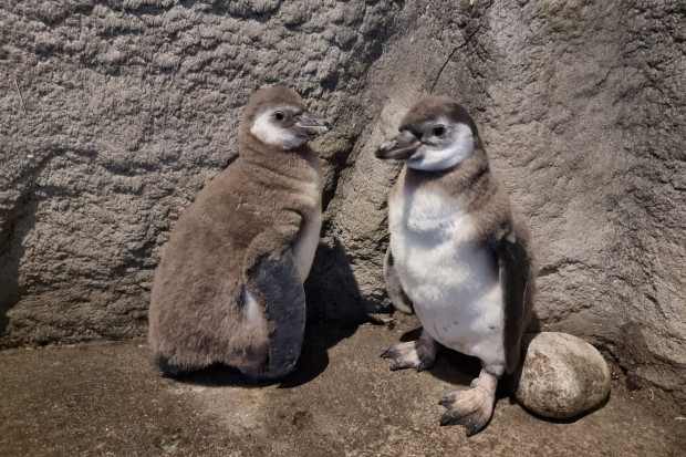 Pisklęta pingwinów wykluły się 1 i 3 sierpnia (fot. Śląski Ogród Zoologiczny/ FB)