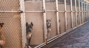 Pieniądze są wtedy, gdy zwierzęta żyją krótko. Za drzwiami schronisk rozgrywa się dramat