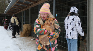 System kontroli schronisk jest dziurawy. Bezkarność ludzi oznacza męczarnie zwierząt