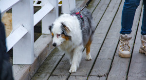 Koniec z opłatami za posiadanie psów? Gminy mogą stracić solidne źródło dochodu