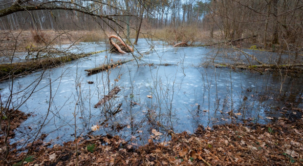 Rząd ma strategię obszarów wodno-błotnych. "To nie oznacza zalewania produktywnych gruntów rolnych"