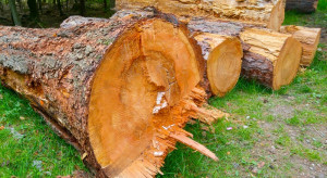 Ochrona kuleje, a rząd nie wywiązał się z obietnic. Lasy Państwowe odpowiadają społecznikom