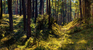 Ustawa o lasach wymaga uproszczenia. Powiaty sceptyczne wobec projektu nowelizacji