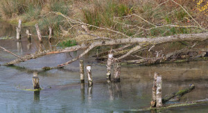 Wody Polskie przygotowały listę 5000 barier na rzekach. Teraz trwa jej weryfikacja